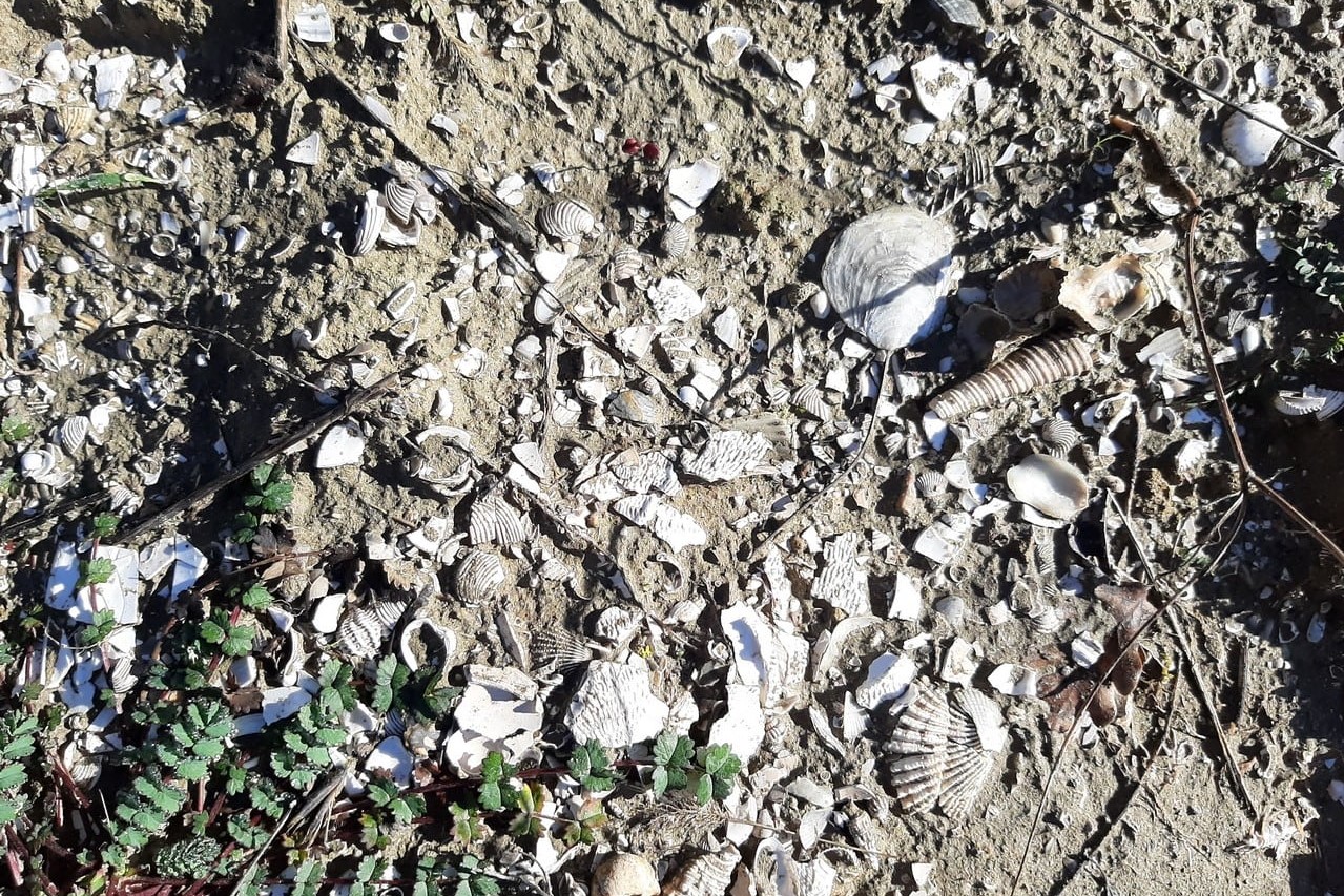 fossili-crete-castelnuovo-berardenga