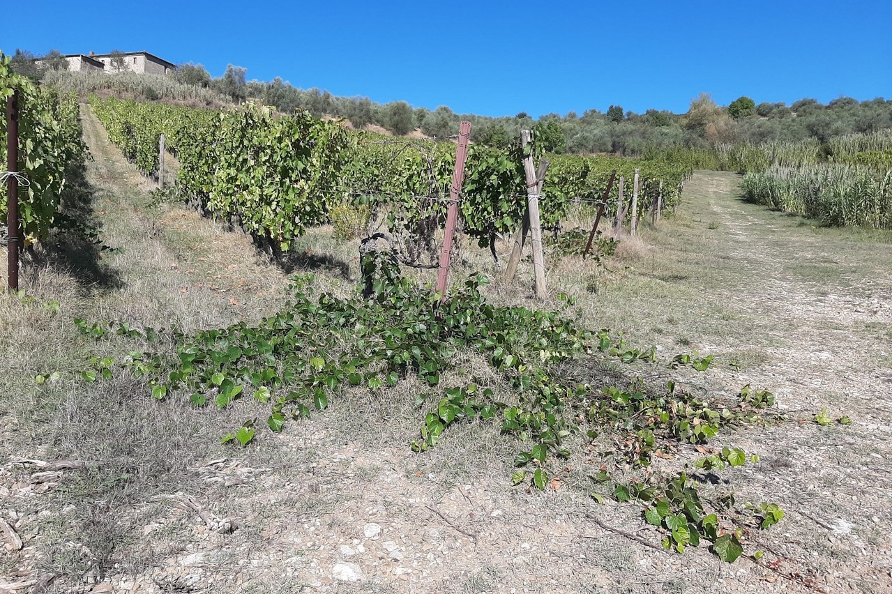 vigneto-orizzontale-castell-in-villa