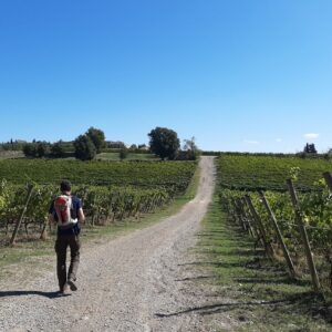 vigneti-villa-a-sesta