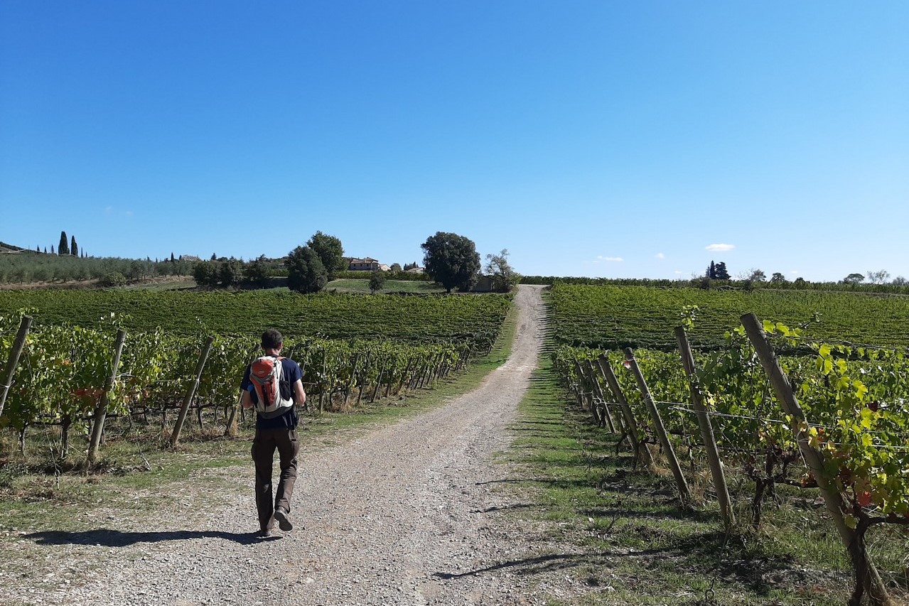 vigneti-villa-a-sesta